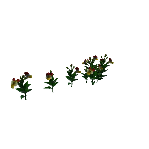 Flower Pansies4